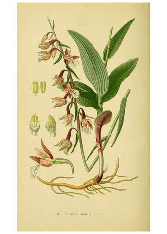 Reproducción/Reproduction 6021572405: Abbildungen der in Deutschland und den angrenzenden gebieten vorkommenden grundformen der orchideenarten Berlin,R. Friedländer & sohn,1904