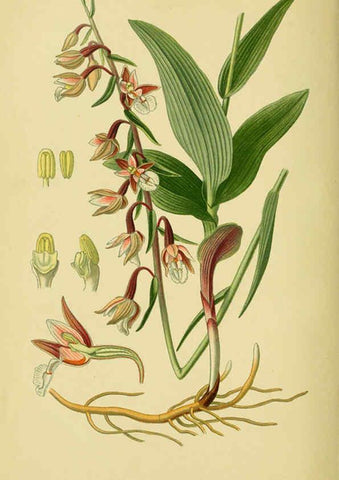 Reproducción/Reproduction 6021572405: Abbildungen der in Deutschland und den angrenzenden gebieten vorkommenden grundformen der orchideenarten Berlin,R. Friedländer & sohn,1904