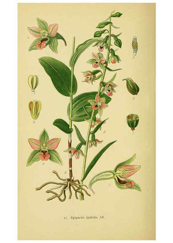 Reproducción/Reproduction 6022127926: Abbildungen der in Deutschland und den angrenzenden gebieten vorkommenden grundformen der orchideenarten Berlin,R. Friedländer & sohn,1904