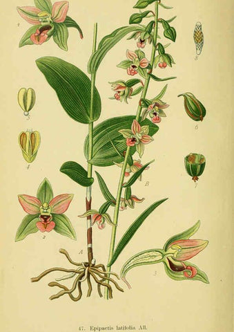 Reproducción/Reproduction 6022127926: Abbildungen der in Deutschland und den angrenzenden gebieten vorkommenden grundformen der orchideenarten Berlin,R. Friedländer & sohn,1904