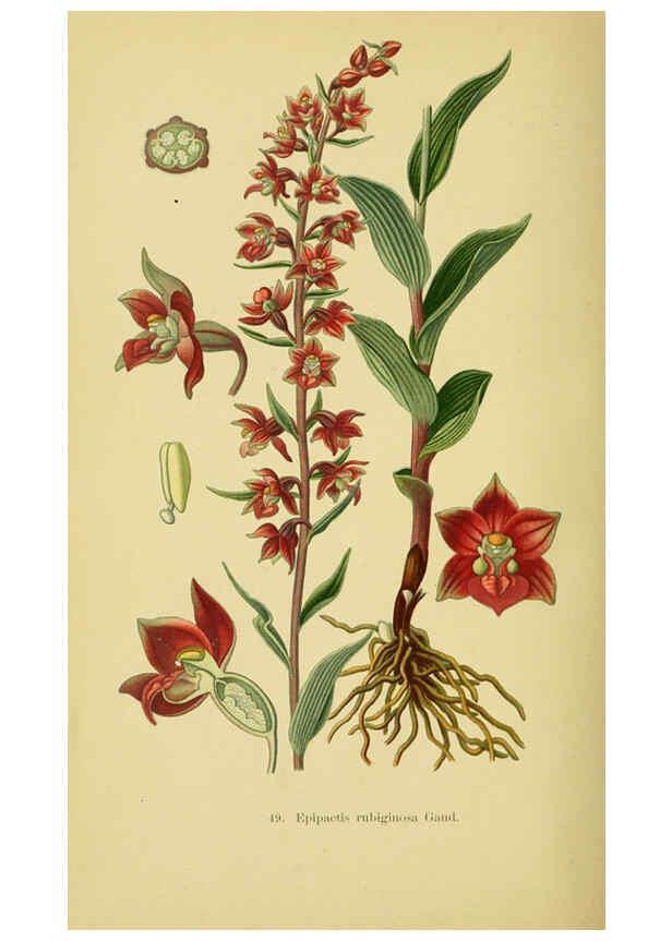 Reproducción/Reproduction 6022128248: Abbildungen der in Deutschland und den angrenzenden gebieten vorkommenden grundformen der orchideenarten Berlin,R. Friedländer & sohn,1904