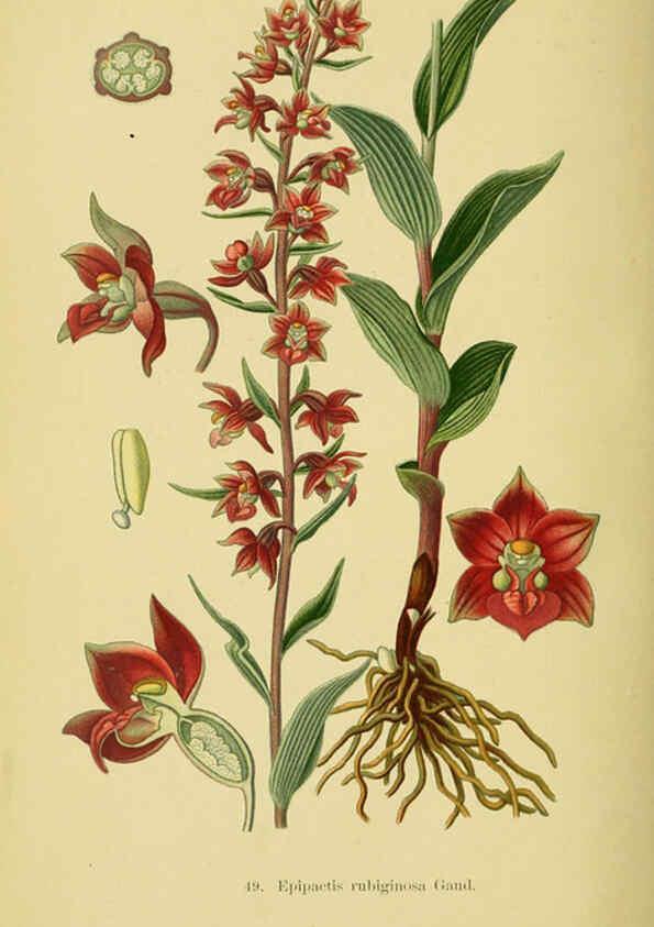 Reproducción/Reproduction 6022128248: Abbildungen der in Deutschland und den angrenzenden gebieten vorkommenden grundformen der orchideenarten Berlin,R. Friedländer & sohn,1904