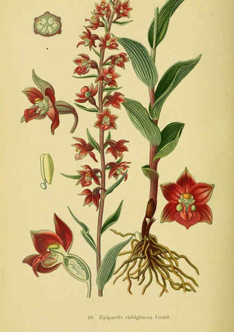 Reproducción/Reproduction 6022128248: Abbildungen der in Deutschland und den angrenzenden gebieten vorkommenden grundformen der orchideenarten Berlin,R. Friedländer & sohn,1904