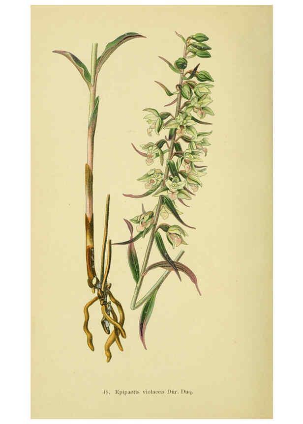 Reproducción/Reproduction 6021573515: Abbildungen der in Deutschland und den angrenzenden gebieten vorkommenden grundformen der orchideenarten Berlin,R. Friedländer & sohn,1904