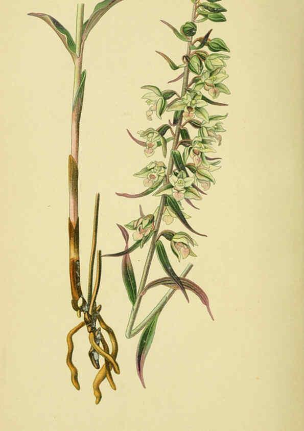 Reproducción/Reproduction 6021573515: Abbildungen der in Deutschland und den angrenzenden gebieten vorkommenden grundformen der orchideenarten Berlin,R. Friedländer & sohn,1904