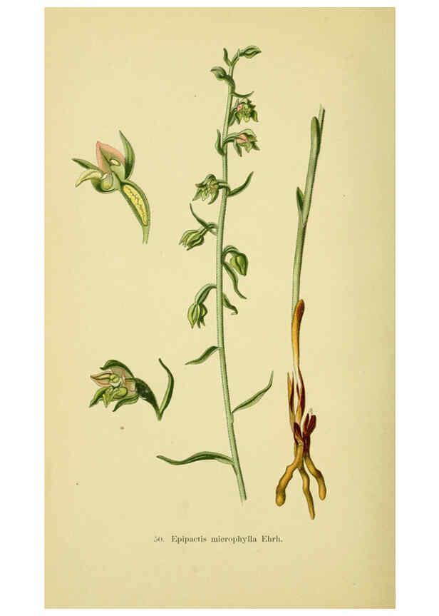Reproducción/Reproduction 6022128952: Abbildungen der in Deutschland und den angrenzenden gebieten vorkommenden grundformen der orchideenarten Berlin,R. Friedländer & sohn,1904