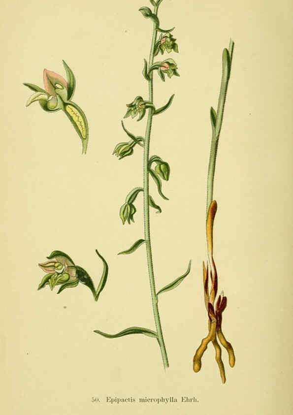 Reproducción/Reproduction 6022128952: Abbildungen der in Deutschland und den angrenzenden gebieten vorkommenden grundformen der orchideenarten Berlin,R. Friedländer & sohn,1904