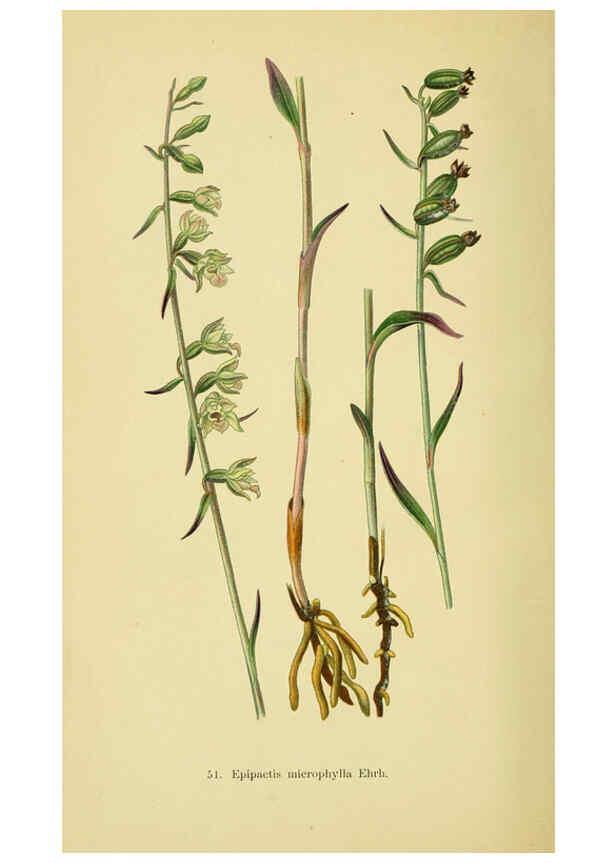 Reproducción/Reproduction 6021574271: Abbildungen der in Deutschland und den angrenzenden gebieten vorkommenden grundformen der orchideenarten Berlin,R. Friedländer & sohn,1904