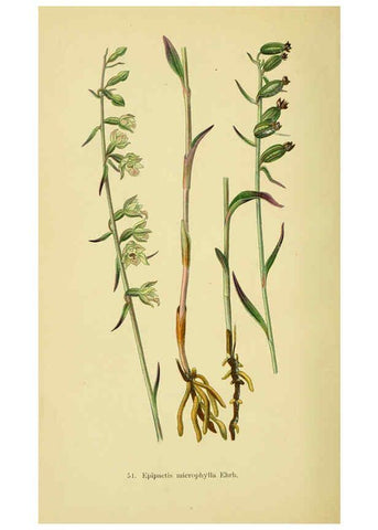 Reproducción/Reproduction 6021574271: Abbildungen der in Deutschland und den angrenzenden gebieten vorkommenden grundformen der orchideenarten Berlin,R. Friedländer & sohn,1904