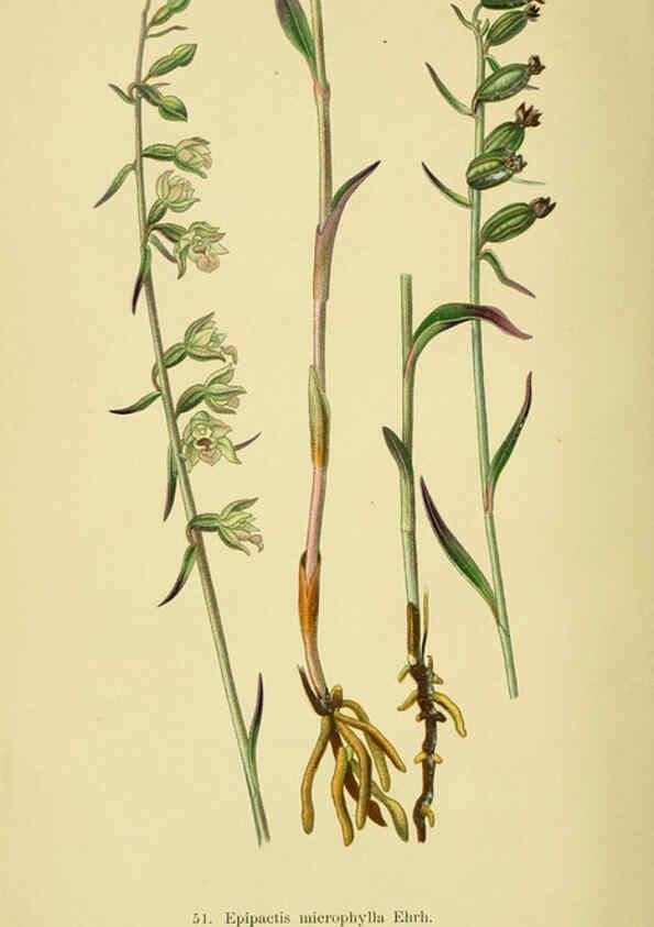 Reproducción/Reproduction 6021574271: Abbildungen der in Deutschland und den angrenzenden gebieten vorkommenden grundformen der orchideenarten Berlin,R. Friedländer & sohn,1904