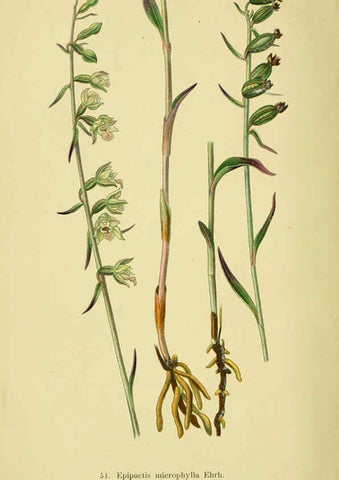 Reproducción/Reproduction 6021574271: Abbildungen der in Deutschland und den angrenzenden gebieten vorkommenden grundformen der orchideenarten Berlin,R. Friedländer & sohn,1904