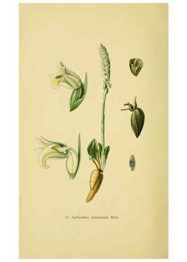 Reproducción/Reproduction 6022129742: Abbildungen der in Deutschland und den angrenzenden gebieten vorkommenden grundformen der orchideenarten Berlin,R. Friedländer & sohn,1904