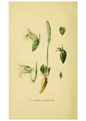 Reproducción/Reproduction 6022129742: Abbildungen der in Deutschland und den angrenzenden gebieten vorkommenden grundformen der orchideenarten Berlin,R. Friedländer & sohn,1904