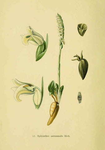 Reproducción/Reproduction 6022129742: Abbildungen der in Deutschland und den angrenzenden gebieten vorkommenden grundformen der orchideenarten Berlin,R. Friedländer & sohn,1904