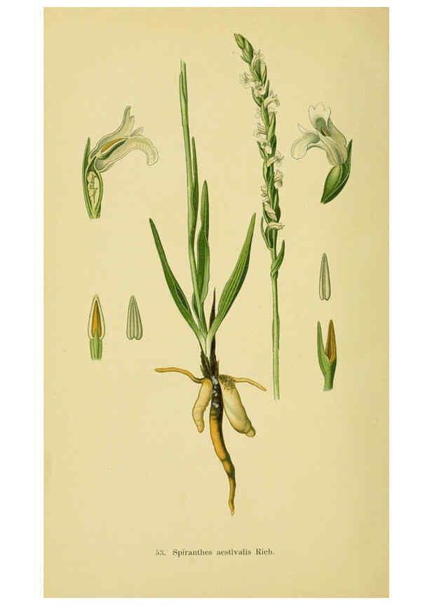 Reproducción/Reproduction 6021574843: Abbildungen der in Deutschland und den angrenzenden gebieten vorkommenden grundformen der orchideenarten Berlin,R. Friedländer & sohn,1904