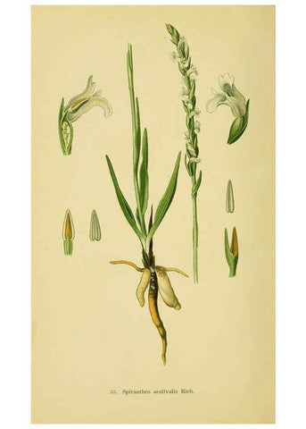 Reproducción/Reproduction 6021574843: Abbildungen der in Deutschland und den angrenzenden gebieten vorkommenden grundformen der orchideenarten Berlin,R. Friedländer & sohn,1904