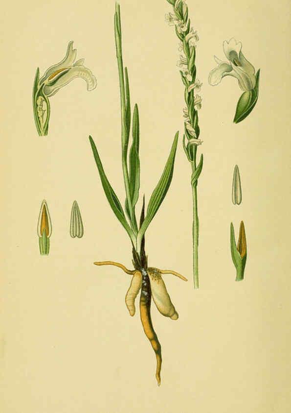 Reproducción/Reproduction 6021574843: Abbildungen der in Deutschland und den angrenzenden gebieten vorkommenden grundformen der orchideenarten Berlin,R. Friedländer & sohn,1904