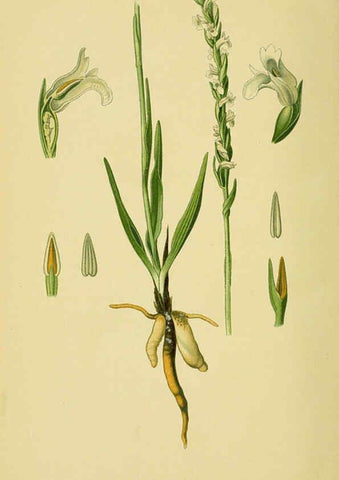 Reproducción/Reproduction 6021574843: Abbildungen der in Deutschland und den angrenzenden gebieten vorkommenden grundformen der orchideenarten Berlin,R. Friedländer & sohn,1904