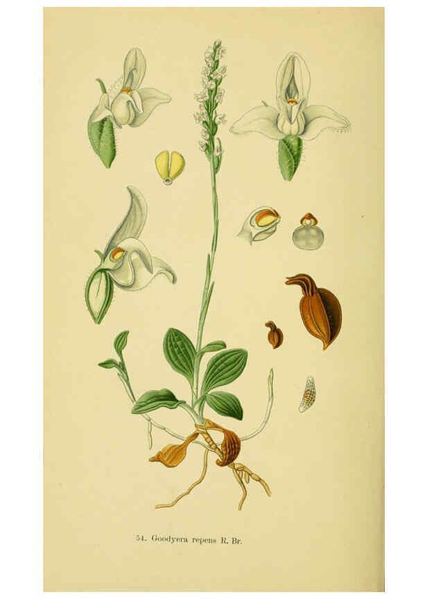 Reproducción/Reproduction 6022130220: Abbildungen der in Deutschland und den angrenzenden gebieten vorkommenden grundformen der orchideenarten Berlin,R. Friedländer & sohn,1904