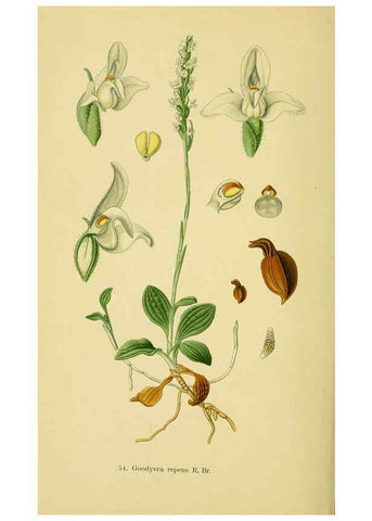 Reproducción/Reproduction 6022130220: Abbildungen der in Deutschland und den angrenzenden gebieten vorkommenden grundformen der orchideenarten Berlin,R. Friedländer & sohn,1904