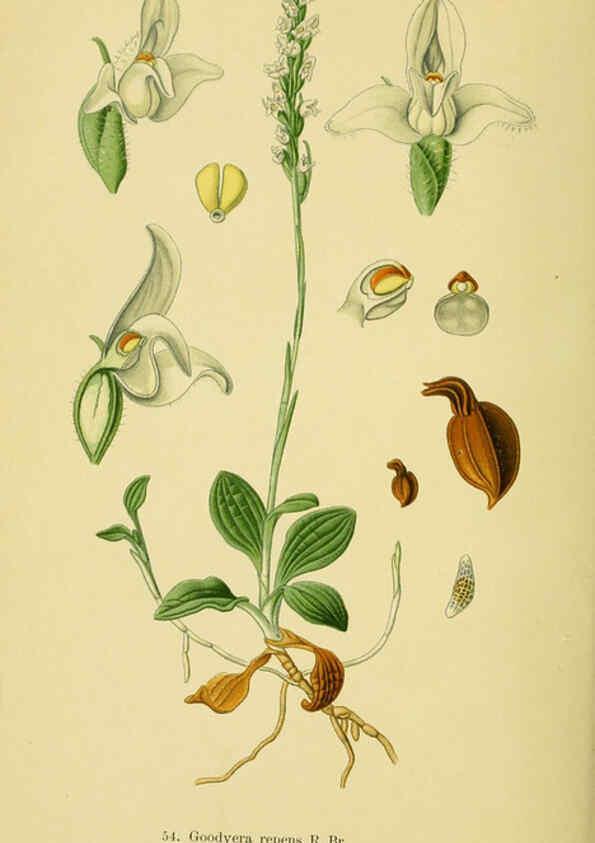 Reproducción/Reproduction 6022130220: Abbildungen der in Deutschland und den angrenzenden gebieten vorkommenden grundformen der orchideenarten Berlin,R. Friedländer & sohn,1904