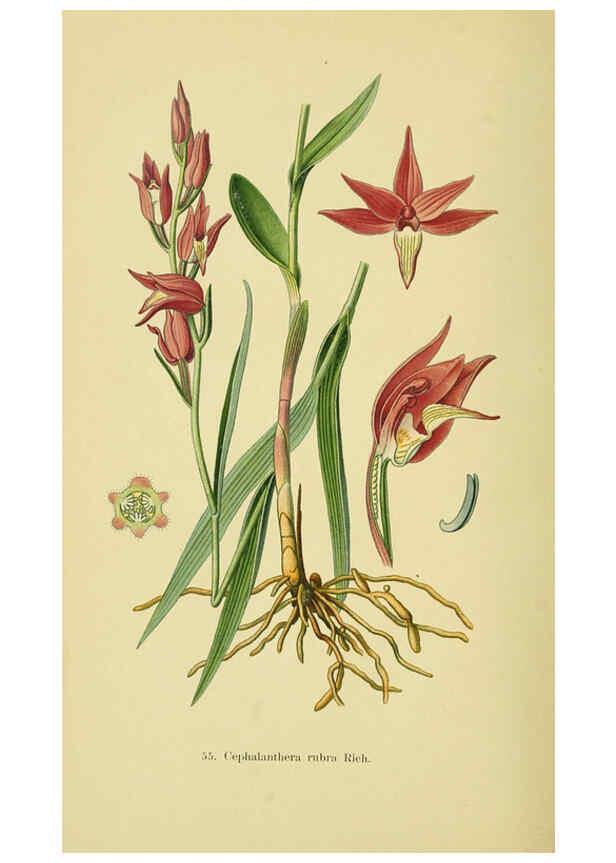Reproducción/Reproduction 6022130488: Abbildungen der in Deutschland und den angrenzenden gebieten vorkommenden grundformen der orchideenarten Berlin,R. Friedländer & sohn,1904