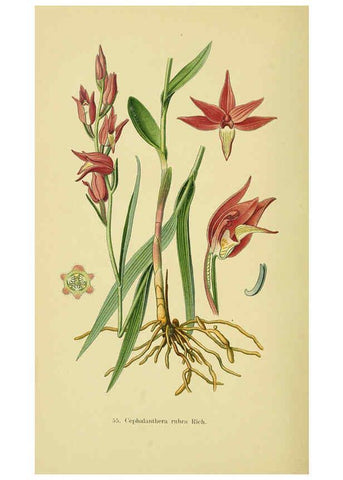 Reproducción/Reproduction 6022130488: Abbildungen der in Deutschland und den angrenzenden gebieten vorkommenden grundformen der orchideenarten Berlin,R. Friedländer & sohn,1904