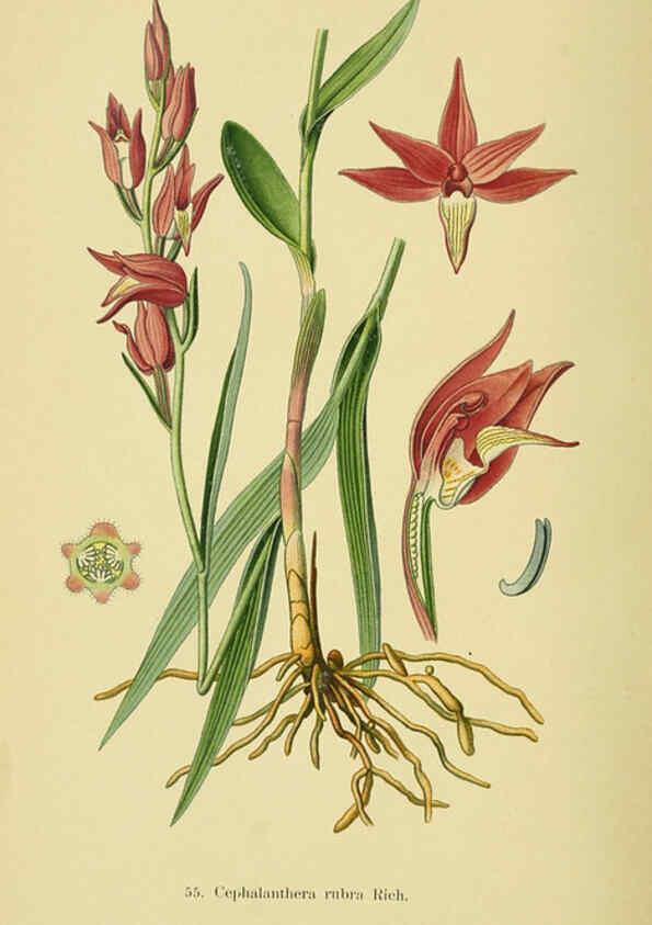 Reproducción/Reproduction 6022130488: Abbildungen der in Deutschland und den angrenzenden gebieten vorkommenden grundformen der orchideenarten Berlin,R. Friedländer & sohn,1904
