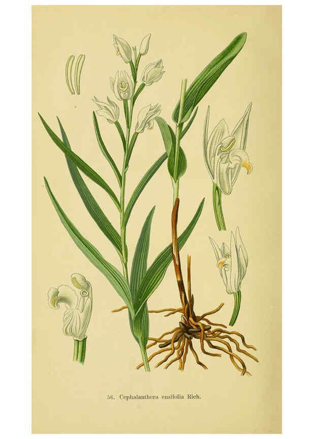 Reproducción/Reproduction 6021575599: Abbildungen der in Deutschland und den angrenzenden gebieten vorkommenden grundformen der orchideenarten Berlin,R. Friedländer & sohn,1904