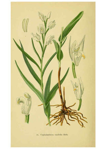 Reproducción/Reproduction 6021575599: Abbildungen der in Deutschland und den angrenzenden gebieten vorkommenden grundformen der orchideenarten Berlin,R. Friedländer & sohn,1904