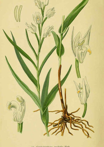 Reproducción/Reproduction 6021575599: Abbildungen der in Deutschland und den angrenzenden gebieten vorkommenden grundformen der orchideenarten Berlin,R. Friedländer & sohn,1904