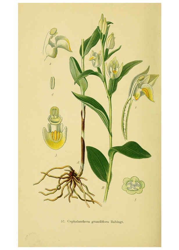 Reproducción/Reproduction 6022131022: Abbildungen der in Deutschland und den angrenzenden gebieten vorkommenden grundformen der orchideenarten Berlin,R. Friedländer & sohn,1904