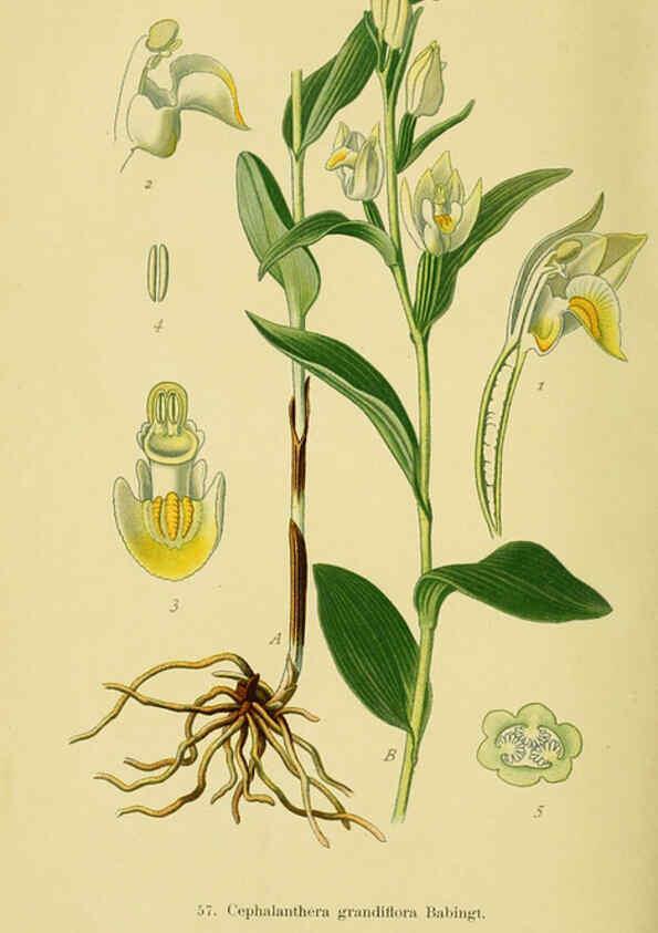 Reproducción/Reproduction 6022131022: Abbildungen der in Deutschland und den angrenzenden gebieten vorkommenden grundformen der orchideenarten Berlin,R. Friedländer & sohn,1904