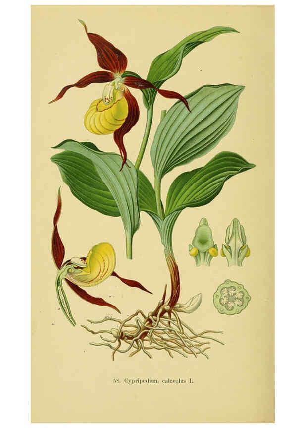 Reproducción/Reproduction 6022131394: Abbildungen der in Deutschland und den angrenzenden gebieten vorkommenden grundformen der orchideenarten Berlin,R. Friedländer & sohn,1904