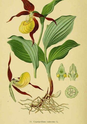 Reproducción/Reproduction 6022131394: Abbildungen der in Deutschland und den angrenzenden gebieten vorkommenden grundformen der orchideenarten Berlin,R. Friedländer & sohn,1904