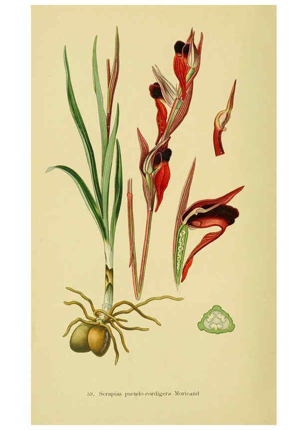 Reproducción/Reproduction 6022132074: Abbildungen der in Deutschland und den angrenzenden gebieten vorkommenden grundformen der orchideenarten Berlin,R. Friedländer & sohn,1904