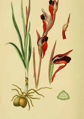 Reproducción/Reproduction 6022132074: Abbildungen der in Deutschland und den angrenzenden gebieten vorkommenden grundformen der orchideenarten Berlin,R. Friedländer & sohn,1904