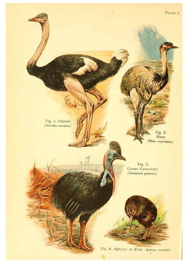 Reproducción/Reproduction 6021705365: A book of birds London,Sidney Appleton,1908