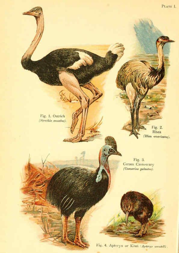 Reproducción/Reproduction 6021705365: A book of birds London,Sidney Appleton,1908