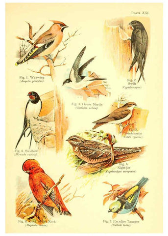 Reproducción/Reproduction 6022267972: A book of birds London,Sidney Appleton,1908