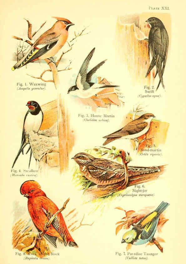 Reproducción/Reproduction 6022267972: A book of birds London,Sidney Appleton,1908