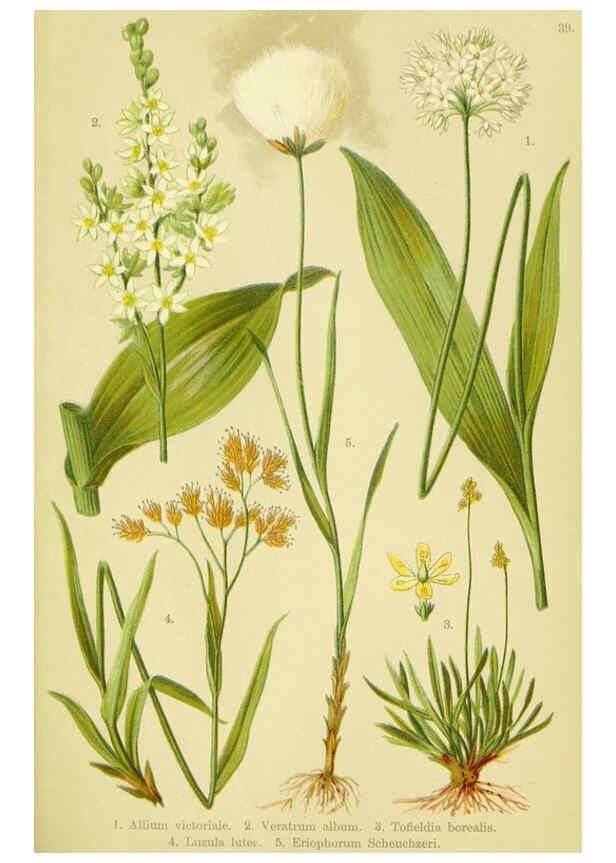 Reproducción/Reproduction 6022065310: Alpen-Flora für Touristen und Pflanzenfreunde Stuttgart :Verlag für Naturkunde Sprösser & Nägele,1904