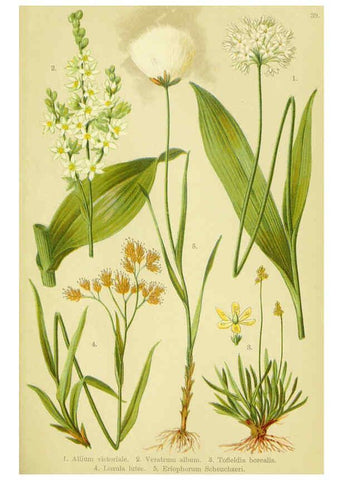 Reproducción/Reproduction 6022065310: Alpen-Flora für Touristen und Pflanzenfreunde Stuttgart :Verlag für Naturkunde Sprösser & Nägele,1904