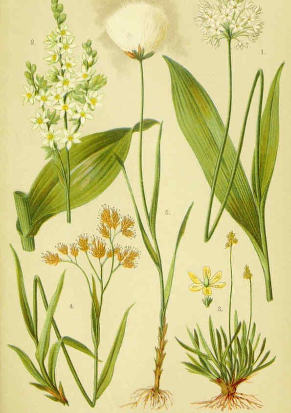 Reproducción/Reproduction 6022065310: Alpen-Flora für Touristen und Pflanzenfreunde Stuttgart :Verlag für Naturkunde Sprösser & Nägele,1904
