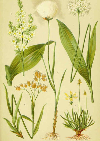 Reproducción/Reproduction 6022065310: Alpen-Flora für Touristen und Pflanzenfreunde Stuttgart :Verlag für Naturkunde Sprösser & Nägele,1904