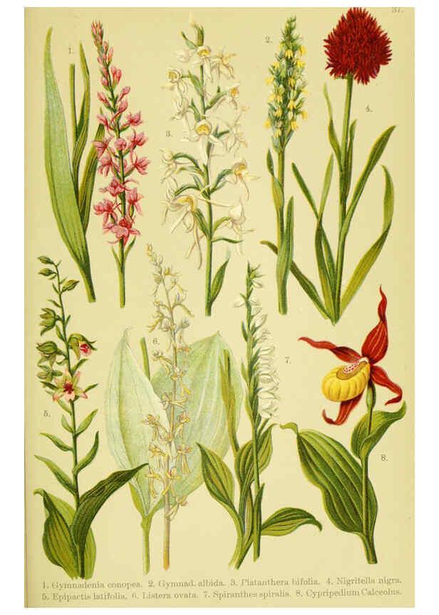 Reproducción/Reproduction 6021510451: Alpen-Flora für Touristen und Pflanzenfreunde Stuttgart :Verlag für Naturkunde Sprösser & Nägele,1904