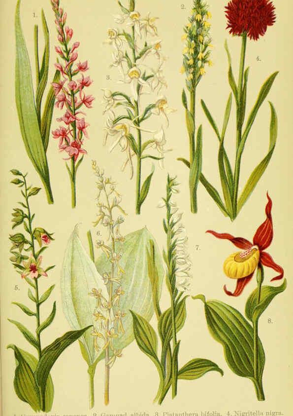 Reproducción/Reproduction 6021510451: Alpen-Flora für Touristen und Pflanzenfreunde Stuttgart :Verlag für Naturkunde Sprösser & Nägele,1904