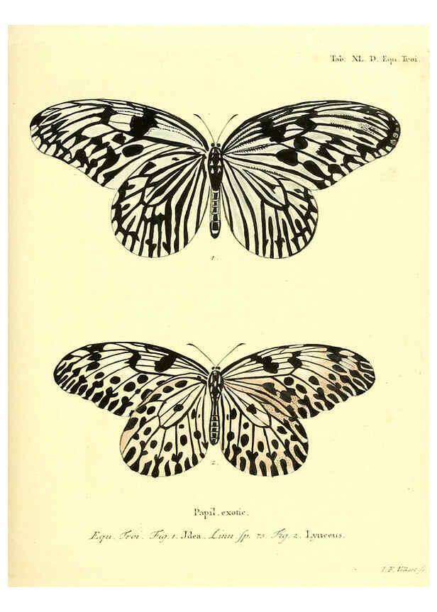 Reproducción/Reproduction 6011998347: Die ausländischen Schmetterlinge in Abbildungen nach der Natur. v.2, plates Erlangen :im Verlage der Expedition des Esper'schen Schmetterlings- und des Schreber'schen Säugthierwerkes,[1830] 