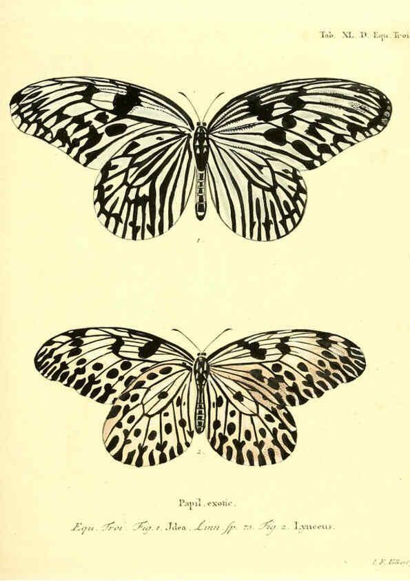 Reproducción/Reproduction 6011998347: Die ausländischen Schmetterlinge in Abbildungen nach der Natur. v.2, plates Erlangen :im Verlage der Expedition des Esper'schen Schmetterlings- und des Schreber'schen Säugthierwerkes,[1830] 