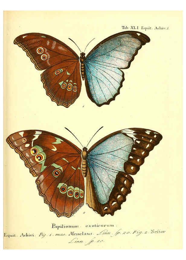Reproducción/Reproduction 6011998617: Die ausländischen Schmetterlinge in Abbildungen nach der Natur. v.2, plates Erlangen :im Verlage der Expedition des Esper'schen Schmetterlings- und des Schreber'schen Säugthierwerkes,[1830] 